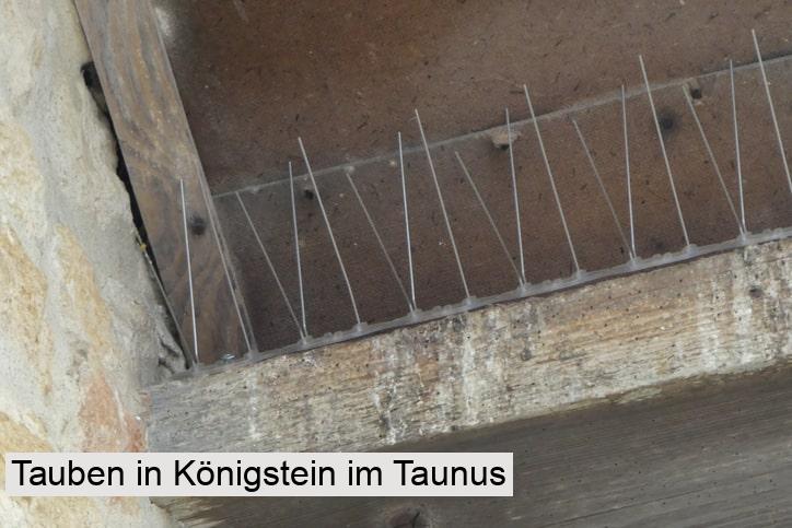 Tauben in Königstein im Taunus